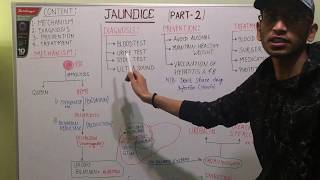 Bilirubin metabolism in hindi [upl. by Bottali]