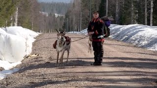 The Last Generation – Sami Reindeer Herders in Swedish Lapland Documentary [upl. by Eliga]