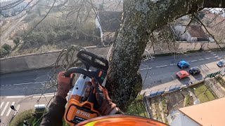 Démontage dun Cèdre  STIHL MSA 220  MS 462 [upl. by Friedlander]