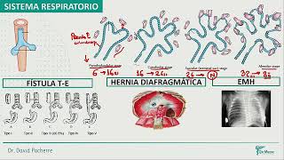 Sistema Respiratorio Sistema Cardiovascular [upl. by Ardnot]