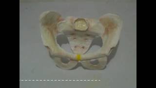 Estructura de la Pelvis [upl. by Leuqram]