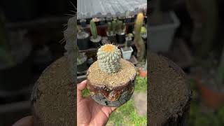 Perfección de Copiapoa columna alba 🤩 [upl. by Modesty]