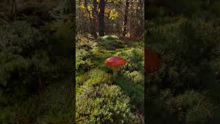 Amanita muscaria mushroom nature enjoythenatureoftheworld explorethebeautyofnature [upl. by Sabina]