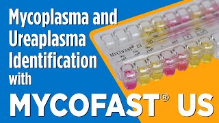 MYCOFAST® US for Mycoplasma and Ureaplasma Identification [upl. by Charlot643]