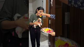 Welcoming a Shih Tzu puppy to Indian Family  Shih Tzu puppy shihtzu welcomehome puppylife [upl. by Nagah]