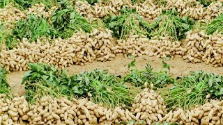 Peanut Agriculture Process Peanut Harvesting peanut cultivation processing How to farming peanut [upl. by Aiehtela]