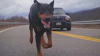 How Fast can a Doberman Pinscher Run [upl. by Aimahs176]