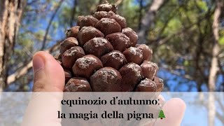 Equinozio dautunno la magia della pigna 🌲 [upl. by Zadack808]