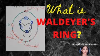 169Waldeyers Ring anatomy waldeyers ring shortnotes in medicine tonsillitis lymphsystem [upl. by Nemracledairam]