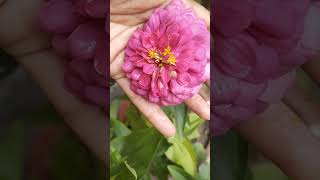 Zinnia plant के सूखे हुए फूलों के साथ क्या करना है gardening yt garden gardenflowers nature [upl. by Netsrejk290]