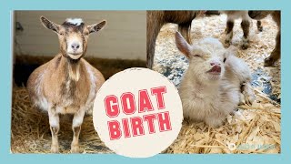 Mama Goat Gives Birth to FOUR Healthy Kids [upl. by Wolsniw]