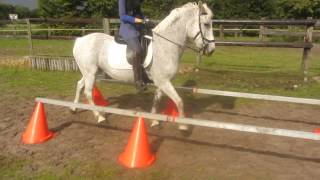 Onze eerste les in Working Equitation [upl. by Nellahs638]