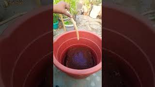 How to expand 5kg Cocopeat block  Coco coir expansion shorts cocopeat [upl. by Virgina]