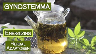 Gynostemma Tea An Energizing Herbal Adaptogen [upl. by Xeno]