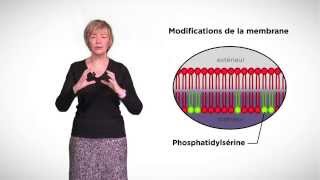 MOOC côté cours  Apoptose  généralités [upl. by Eelsnia]