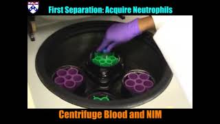 Neutrophil Isolation Protocol [upl. by Nowad590]