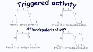 Triggered activity Afterdepolarizations [upl. by Zandt]