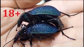 Спаривание двух Carabus Procerus scabrosus caucasicus Mating of beetles [upl. by Crutcher291]