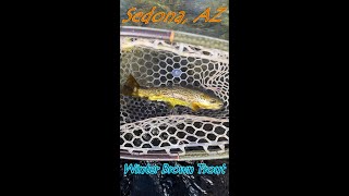 Fly Fishing for Winter Brown Trout Sedona AZ [upl. by Demetria580]