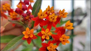 Milkweed plant care in hindi  butterfly weed plant [upl. by Seaver]