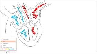 Heart structure and cardiac cycle [upl. by Grewitz]