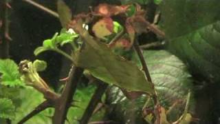 Javanese Leaf Insect  Quick Facts [upl. by Namdor138]