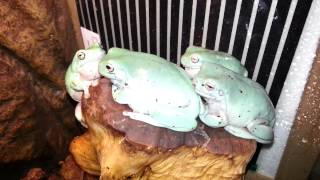 Whites tree frogs croaking on command [upl. by Bridges]