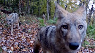 Coyote Family  Pack of 6October 68 [upl. by Nilhtac584]