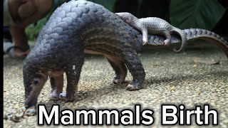 Mammals Giving Birth Compilation [upl. by Delahk44]