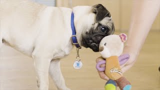 How to Teach Your Dog a Drop  The Battersea Way [upl. by Alracal]