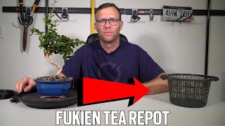 Repotting My Fukien Tea Bonsai  Carmona [upl. by Ahsekan]