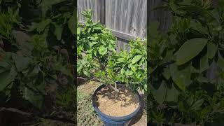 Blood Orange Moro 🍊  Growing Citrus in Containers [upl. by Aline951]