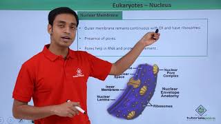 Class 11th  Eukaryotes – Nucleus  Cell The unit of Life  Tutorials Point [upl. by Chladek]