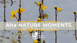 Aha Nature Moments Bladderwort [upl. by Patton]