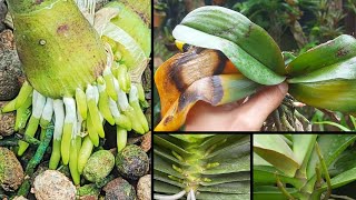 Revealing the fastest way to recover yellowed orchids [upl. by Anette]