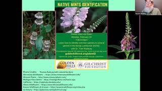 Lamiaceae Native Mints Identification Class [upl. by Gaile]