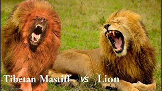 Tibetan Mastiff vs Lion [upl. by Libbie268]