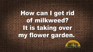 QampA – How do I get rid of milkweed It is taking over my flower garden [upl. by Sinnylg]