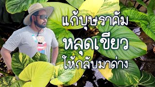 แก้บุษราคัมหลุดเขียวให้กลับมาด่าง เสน่ห์จันทร์บุษราคัม ยกยอด ็homalomena rubescens variegated [upl. by Eisinger]