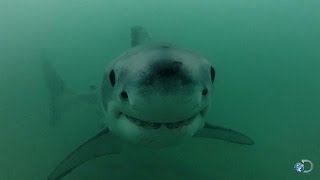 Great White Pupping Ground Discovered [upl. by Garap]