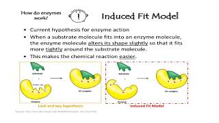 Enzyme Mechanism [upl. by Ilwain]