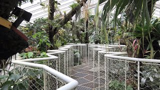 The Magnificent Greenhouse Complex of Meise Botanic Garden Belgium [upl. by Eniloj]