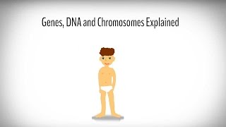 Genes DNA and Chromosomes explained [upl. by Adlesirhc]