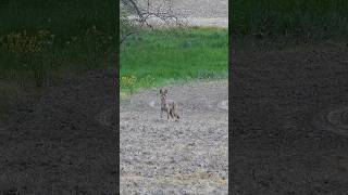 Another Coyote Double hunting wildanimals wildlife coyote nature animals outdoors funny [upl. by Idna]