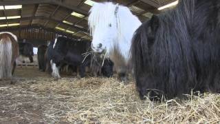 Rescued  a family herd of Shetland Ponies [upl. by Gahl]