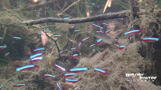 CARDINAL in NATURE  NEON TETRA in NATURE see the NATURAL HABITAT of PARACHEIRODON AXELRODI [upl. by Perlman]