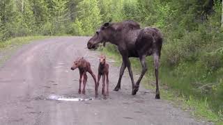 This Moose Attacks Our Truck [upl. by Ivar]