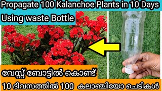 Kalanchoe Leaf Propagation  100 Success  3 Methods  10 ദിവസത്തിൽ കലാഞ്ചിയോ ചെടി കിളിർപ്പിക്കാൻ [upl. by Ellened]