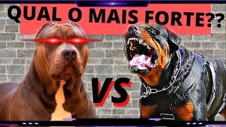 PIT MONSTER VS ROTTWEILER  QUAL O CACHORRO MAIS FORTE [upl. by Bernard37]