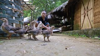 FULL VIDEO 130 days process of building life in the forest raising more wild chickens [upl. by Pestana]